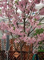 御殿場桜　Gotenba cherry blossoms